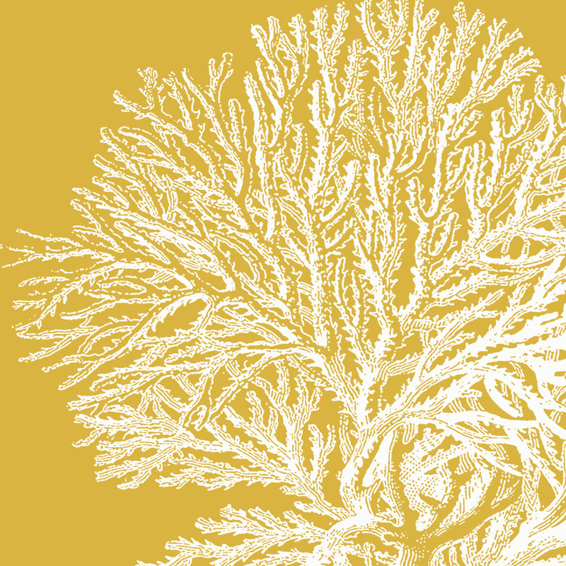Saturated Coral I by Vision Studio - Wrapped Canvas Print, 91cm H x 91cm W x 3.8cm D