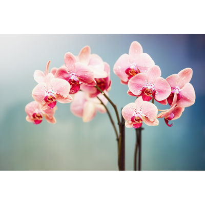 Orchid Background by Taseffski - Wrapped Canvas Print