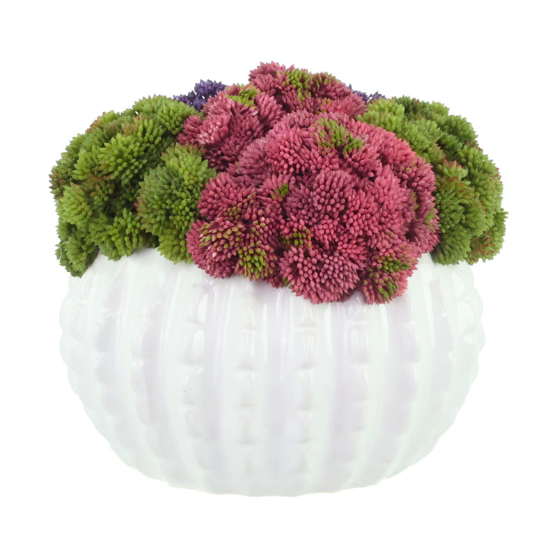 Assorted Sedum Arrangement