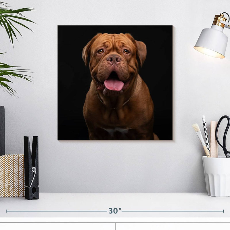 Crowle Bordeaux Mastiff Dog