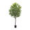 Faux Aralia Tree-Faux Aralia Tree-8'
