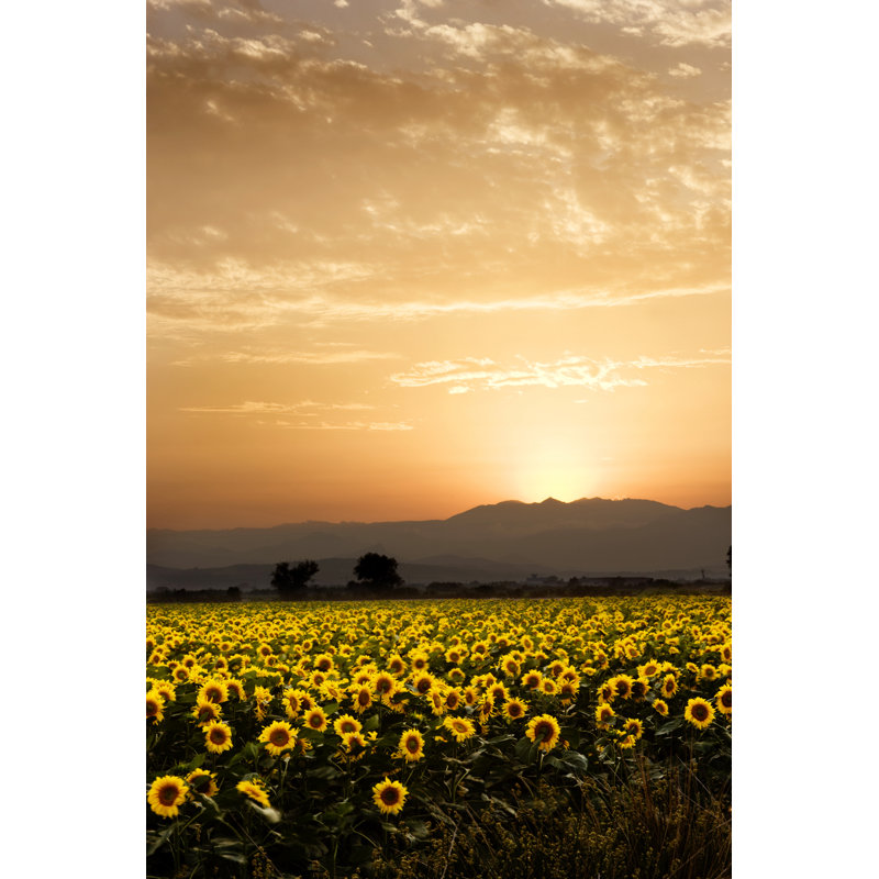 Golden Flowers 1 Piece Wrapped Canvas Wall Art, 30cm H x 20cm W