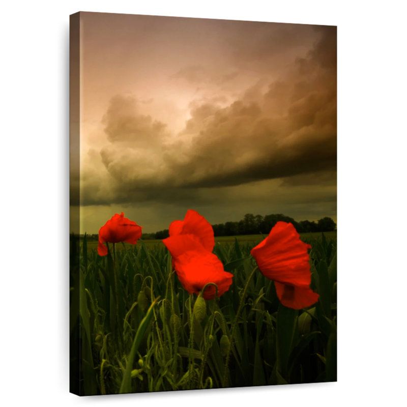 Coquelicots Harnek, H 24 po x l 16 po