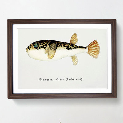 Illustration of a Pufferfish by F.E. Clarke - Picture Frame Graphic Art Print