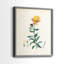 Traditional Botanical III - reproduction encadrée de qualité supérieure - prête à être accrochée - aucun clou requis - aucun clou requis-107997312-107997317