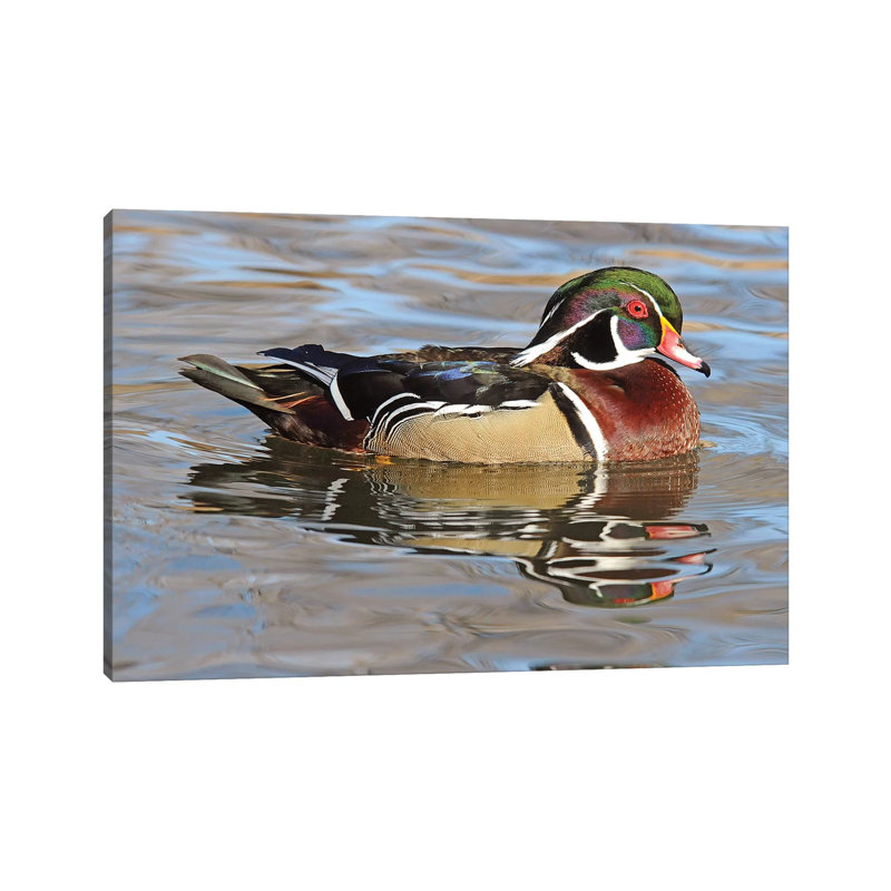 Wood Duck Drake by Brian Wolf - Wrapped Canvas Gallery-Wrapped Canvas Giclée, 66.04 cm H x 45.72 cm W x 3.175 cm D