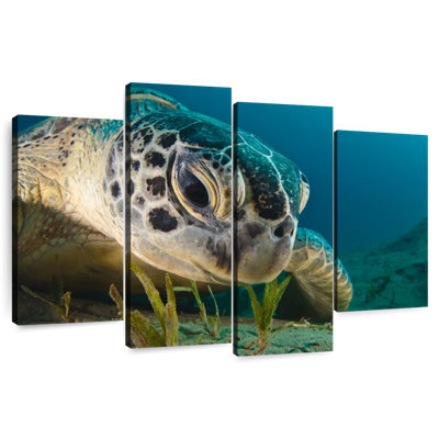 Gros plan d'une tortue de mer Brampt
