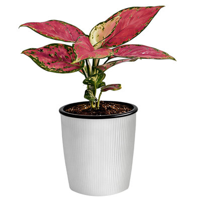 Aglaonema Red Siam Live Indoor Plant in 4" Ribbed Décor Pot, 9.5" Tall