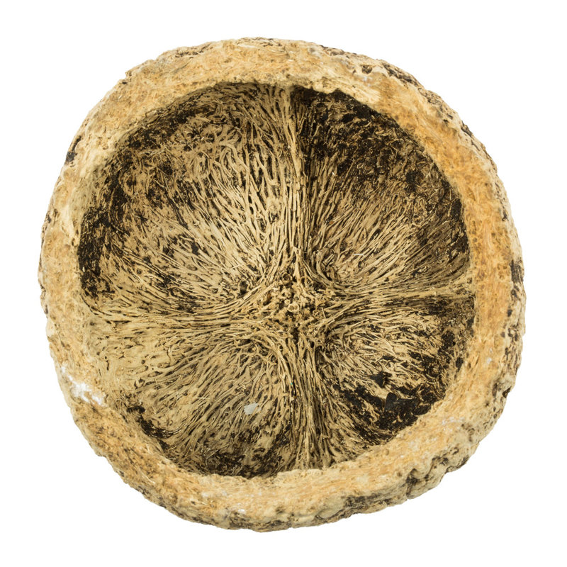 Noix de coco maya entièrement naturelle, séchée, À moitié blanchi
