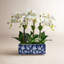 Lily Of The Valley In A Pot