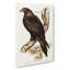 Wedge Tailed Eagle by Elizabeth Gould - Wrapped Canvas-55305251