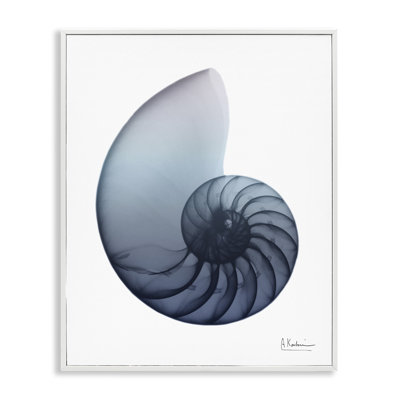 " Contemporary Nautilus Shell " Color Photography Print