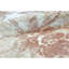 Floral Area Rug in White/Rust