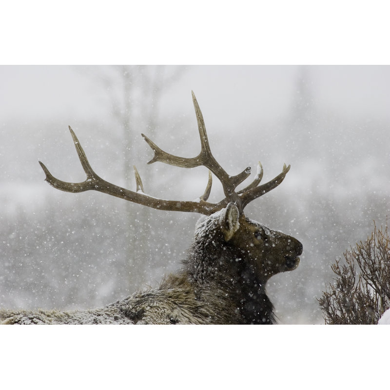 Hartmann First Storm - Wrapped Canvas Print, 30cm H x 46cm W x 3.8cm D