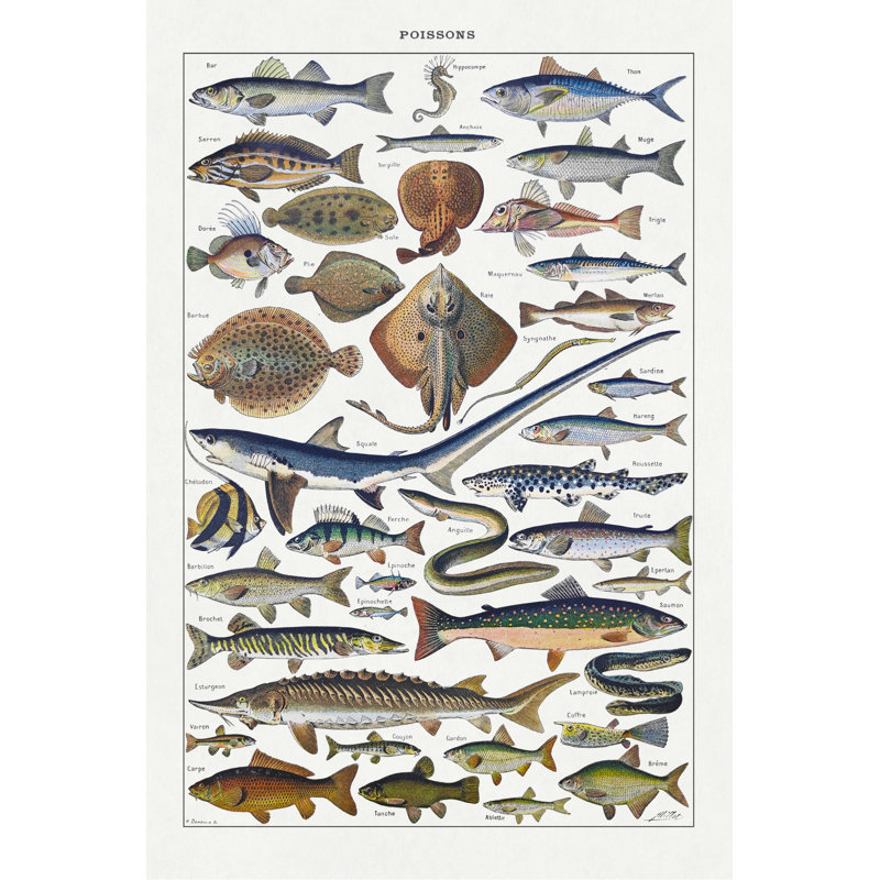 Illustration About Fishes by Gwengoat - Wrapped Canvas Print, 46cm H x 30cm W
