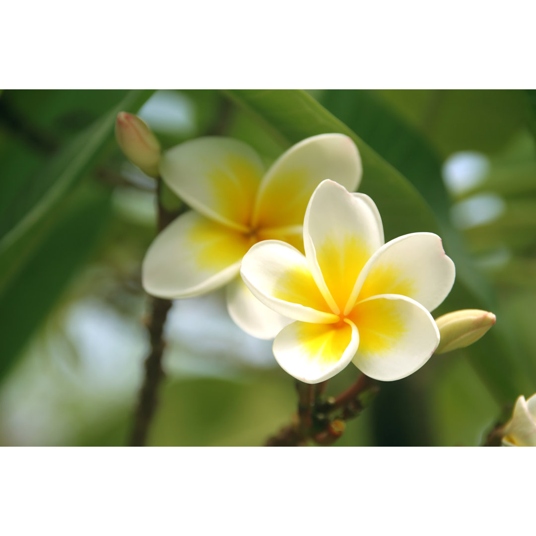 Frangipani - Plumeria, Blüte von Weiß und Gelb von Videowok Art