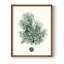Antique encadré corail V encadré V - bois massif-1460599621-1460599679