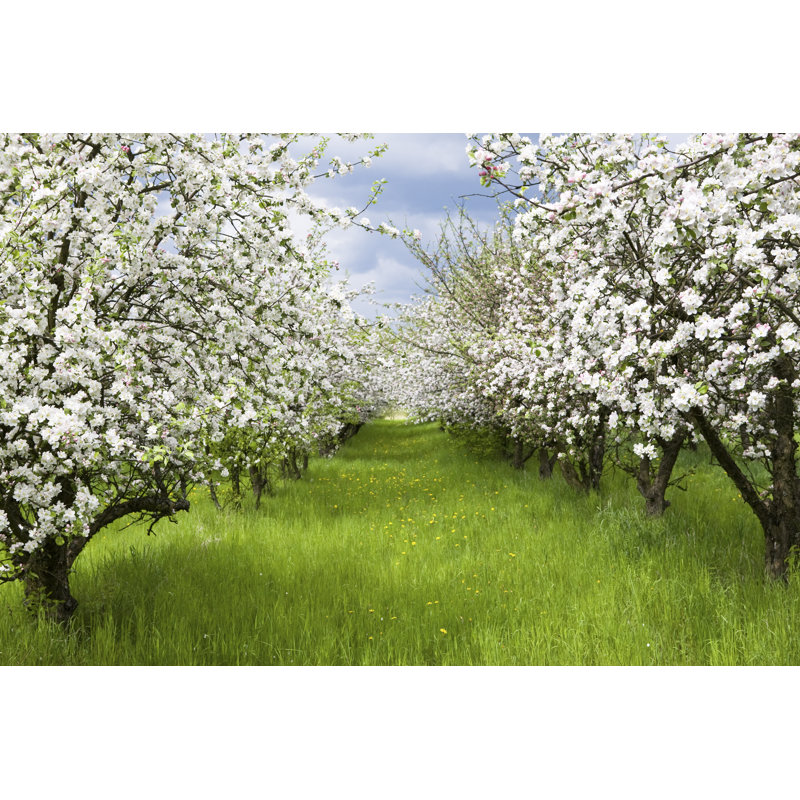 Spring Orchard - Wrapped Canvas Print, 30cm H x 46cm W