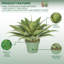 Plante grasse artificielle en pot-1152137814