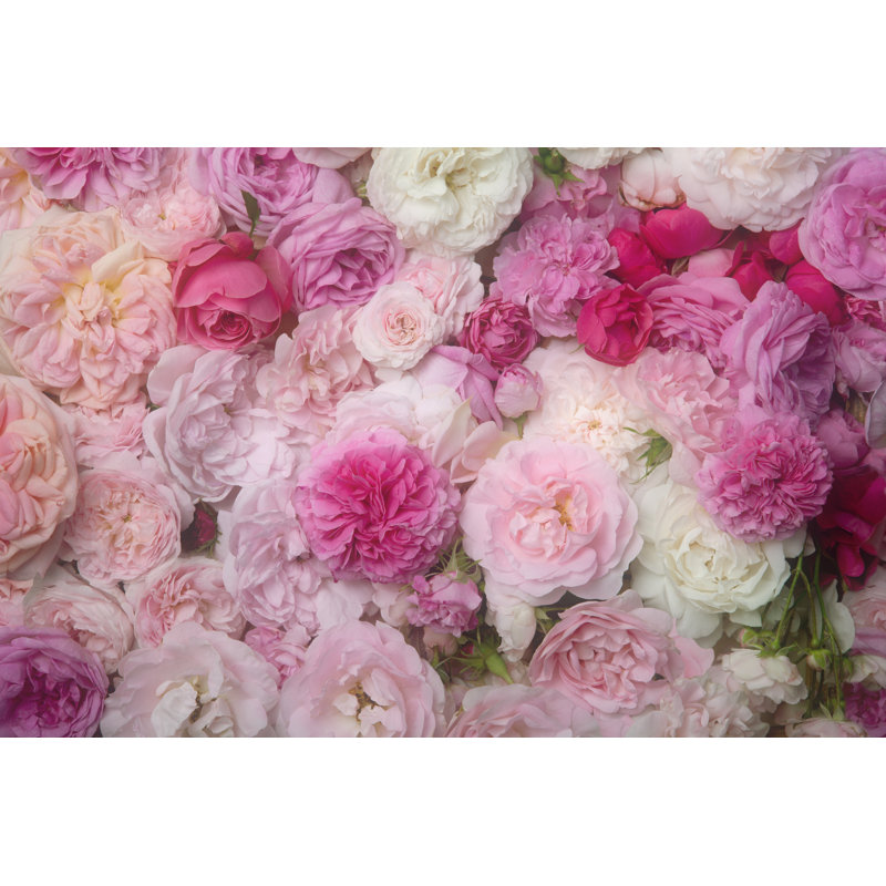 Delshire Pink And White Roses - Wrapped Canvas Print, 20cm H x 30cm W x 3.8cm D