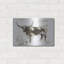 «Longhorn Study II» par Ethan Harper-508351800