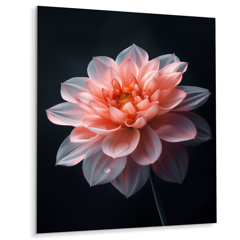 Rose sur fond noir Dahlia Vibes II - Dahlia, H 24 po x l 32 po, Métal métal