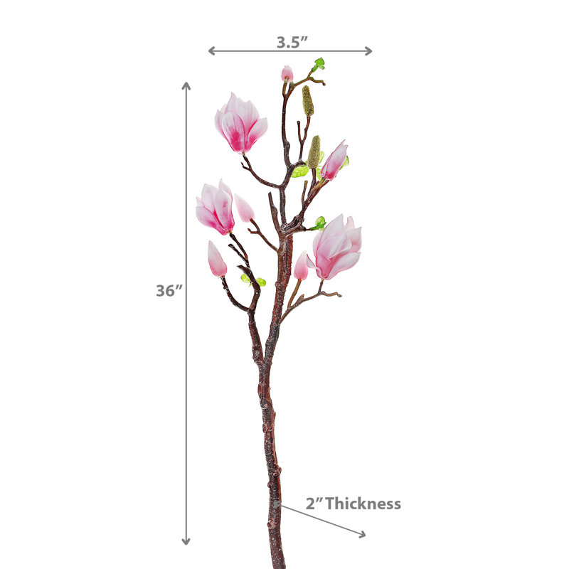Magnolia grand jet rose, Rose