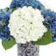 Arrangement floral d'hortensias en pot-972729678