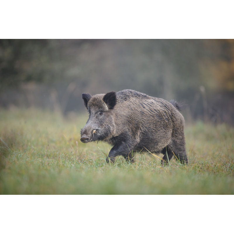 Wild Boar par Neil_Burton - Photographie sur toile tendue, H 12 po x l 18 po