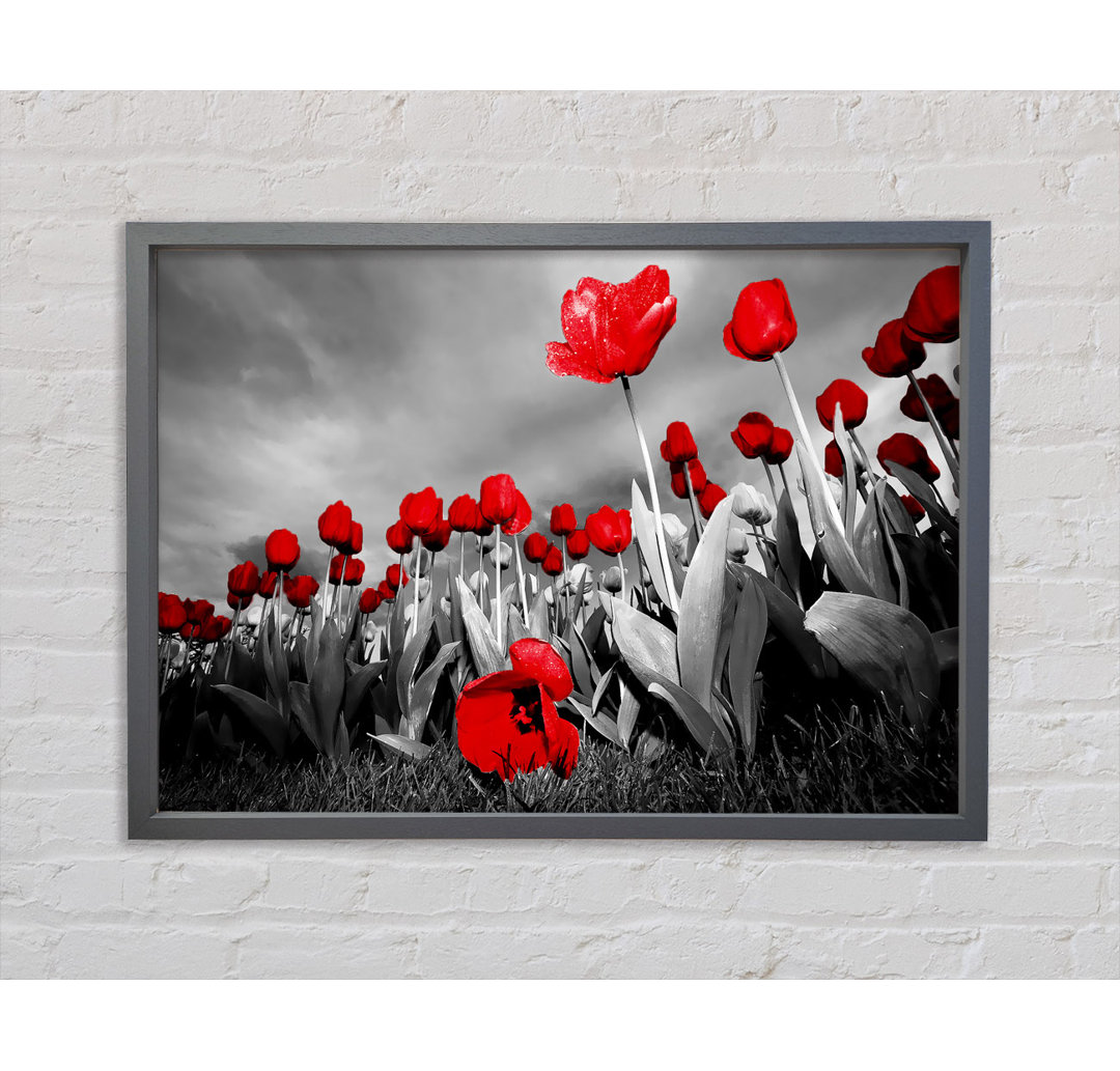 Roter Tulpenhimmel B N W - Druck