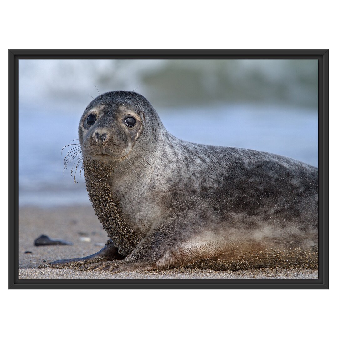 Gerahmtes Wandbild niedliche Robbe am Strand