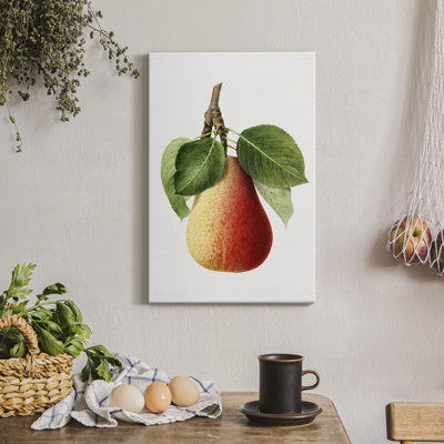 " Vintage Pear Illustration II "