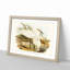 Spotless Egrets by Elizabeth Gould - Picture Frame Painting Print-55619601-55619598