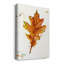 «Autumn Leaf Study II», reproduction sur toile tendue-33788552