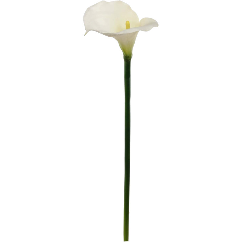 Tige de lis de Calla 21 po 21 po - paquet de 12