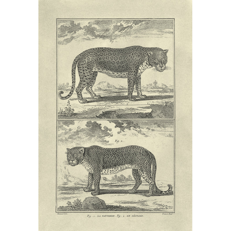 Panther & Leopard - Wrapped Canvas Print, 46cm H x 30cm W x 3.8cm D