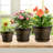 Plastic Flower Plant Pots Set of 4-900570931-900570928