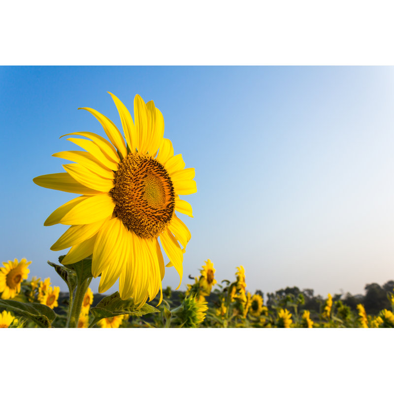 Sunflower - Wrapped Canvas Print, 61cm H x 91cm W x 3.8cm D