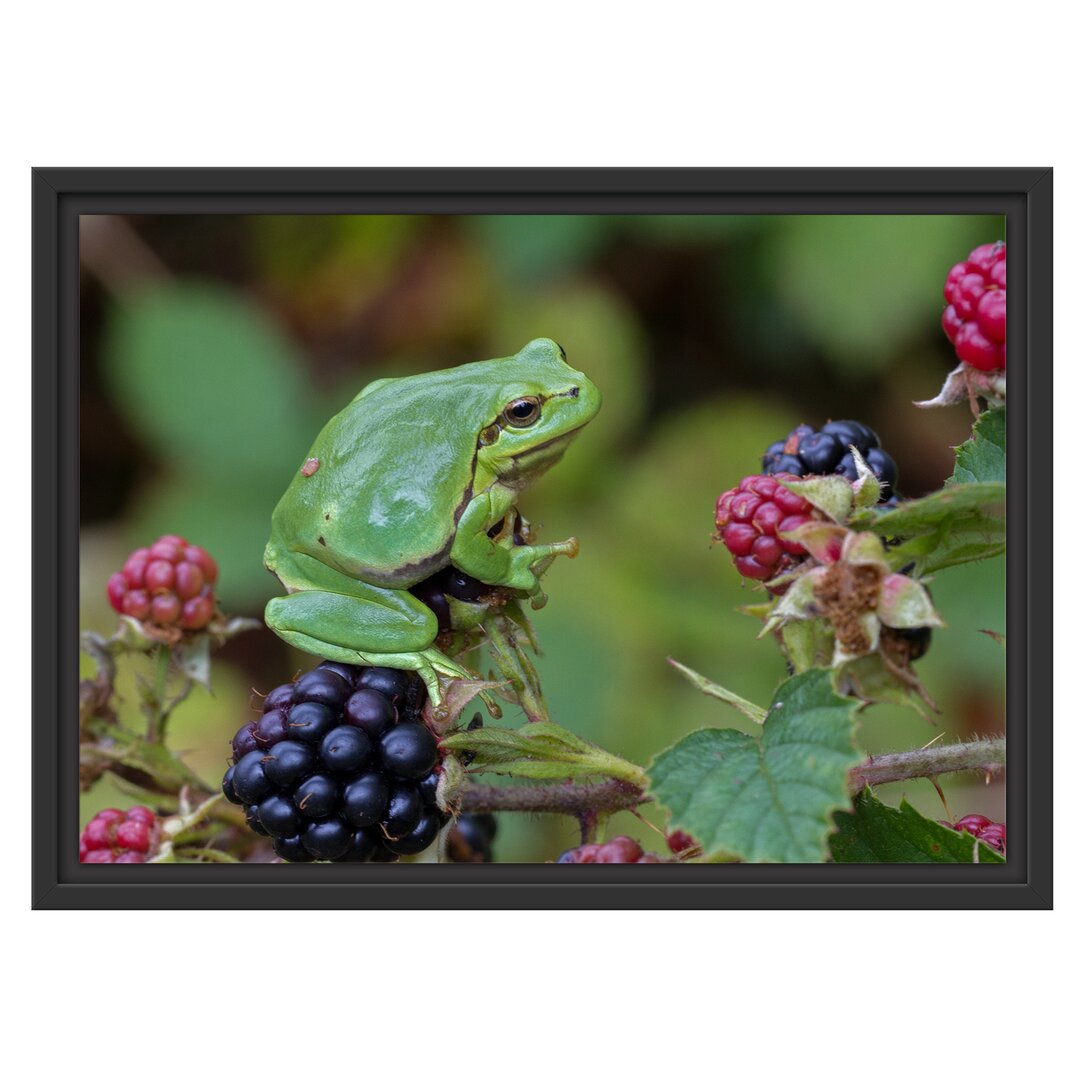 Gerahmtes Wandbild kleiner Frosch auf Brombeerstrauch