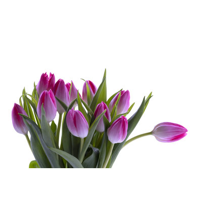 Pink Tulips by Patty_C