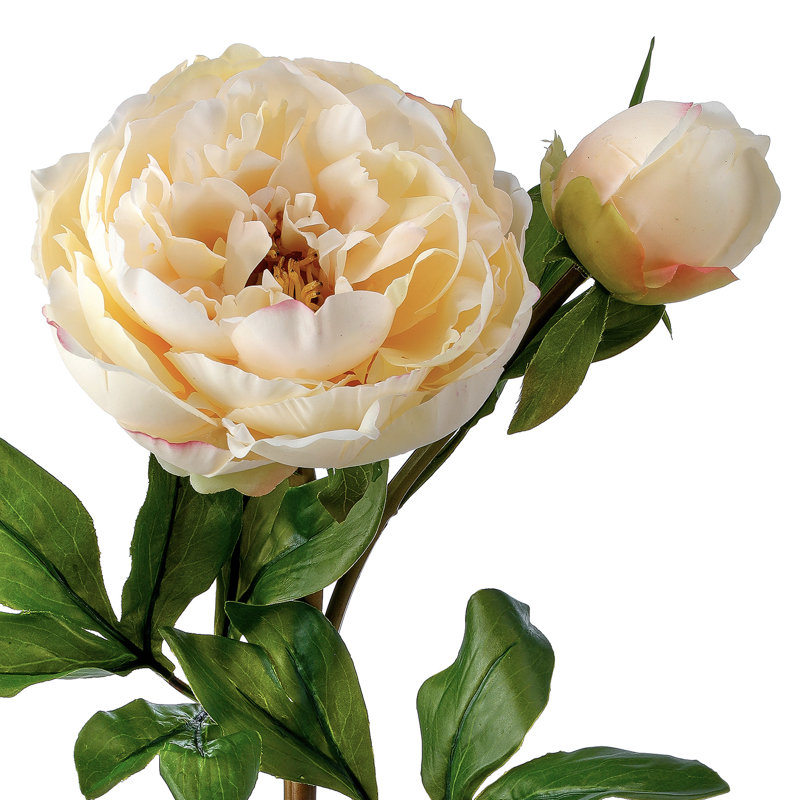 Pivoine de jardin 26 po Just Cut, Jaune, H 26 po x l 9 po x P 9 po