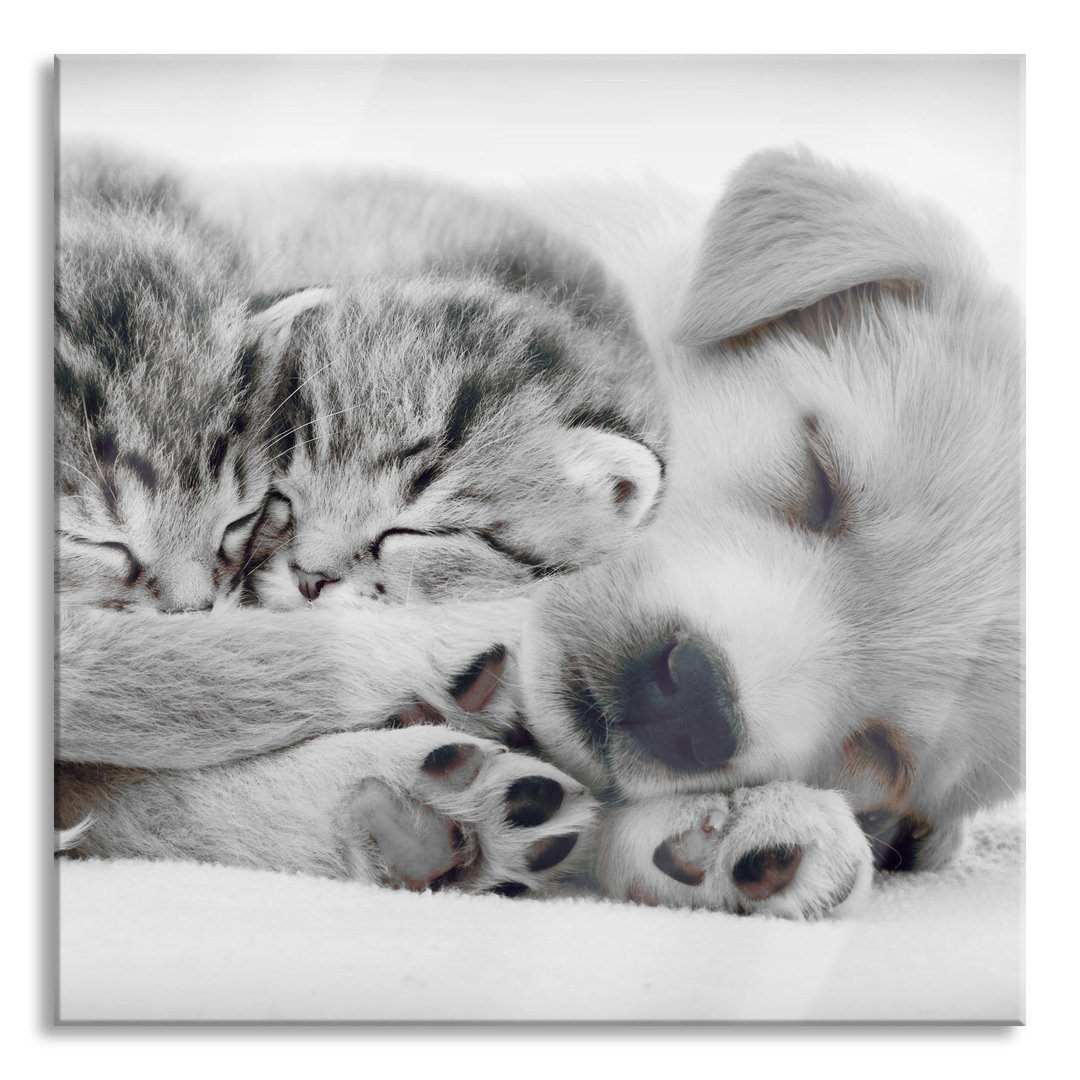 Glasbild Puppy and Kittens