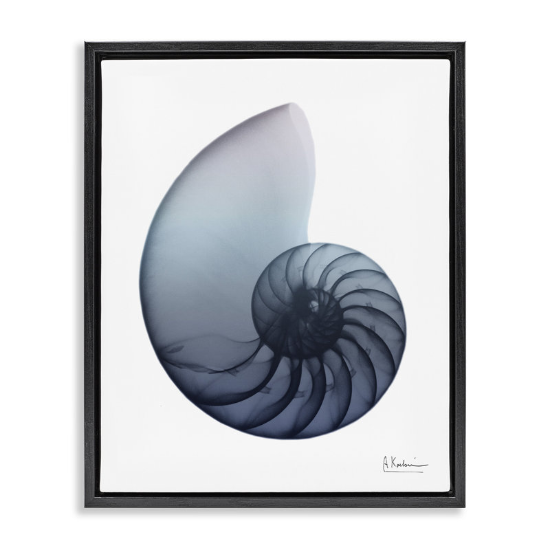 «Dovecove Contemporary Nautilus Shell», art mural encadré par Albert Koetsier, Cadre flottant noir de jais, H 31 po x l 25 po