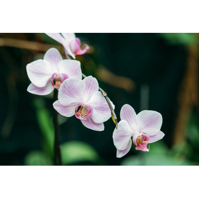 " Beautiful White Orchid " by Bruev