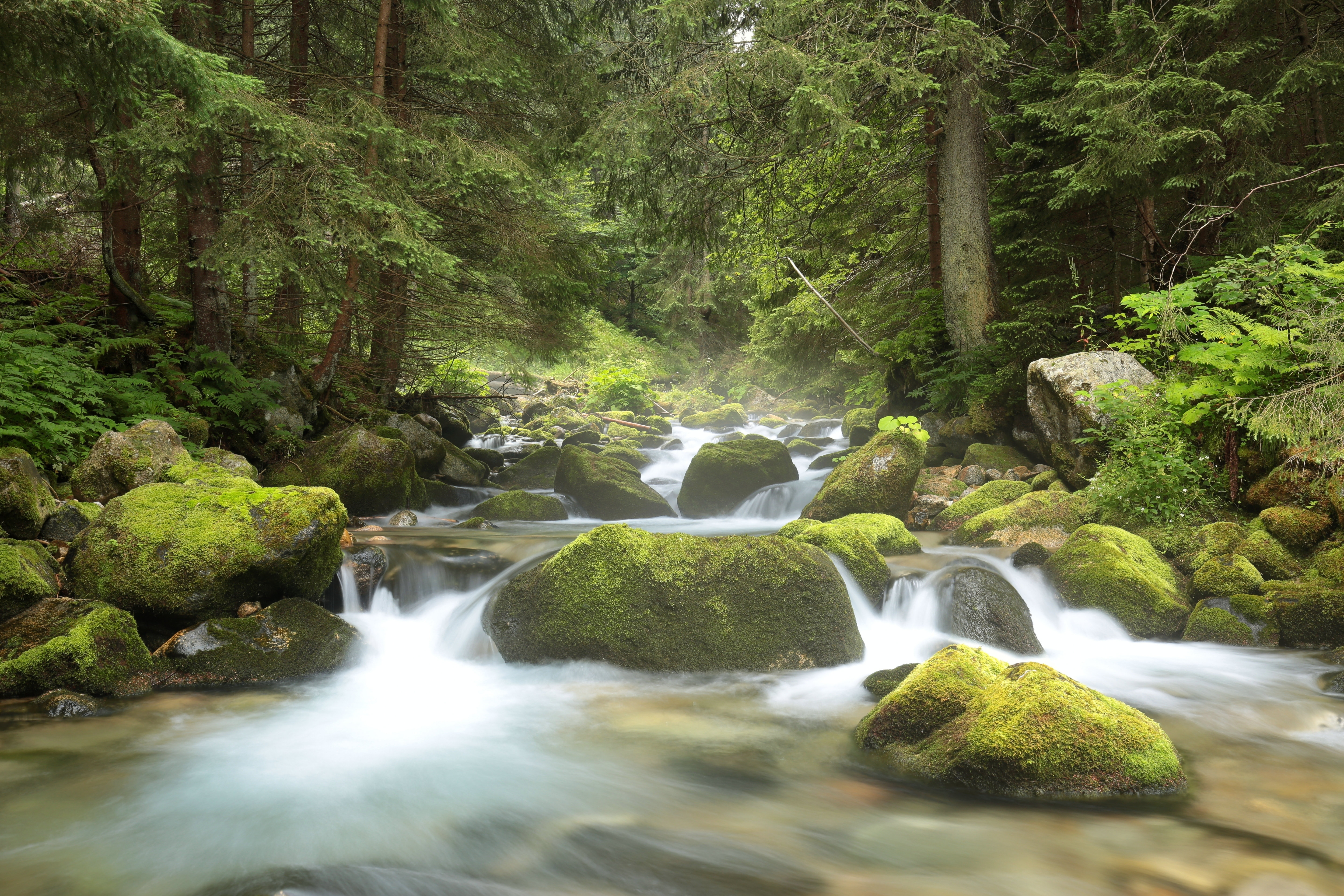 Millwood Pines Forest Stream - Wrapped Canvas Print | Wayfair