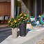 Lechuza Cilindro Color Self-watering Planter with Drainage Hole and Water Level Indicator-26992037-26992038
