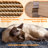 Siegfried Multi-Level Cat Tree-1723425969
