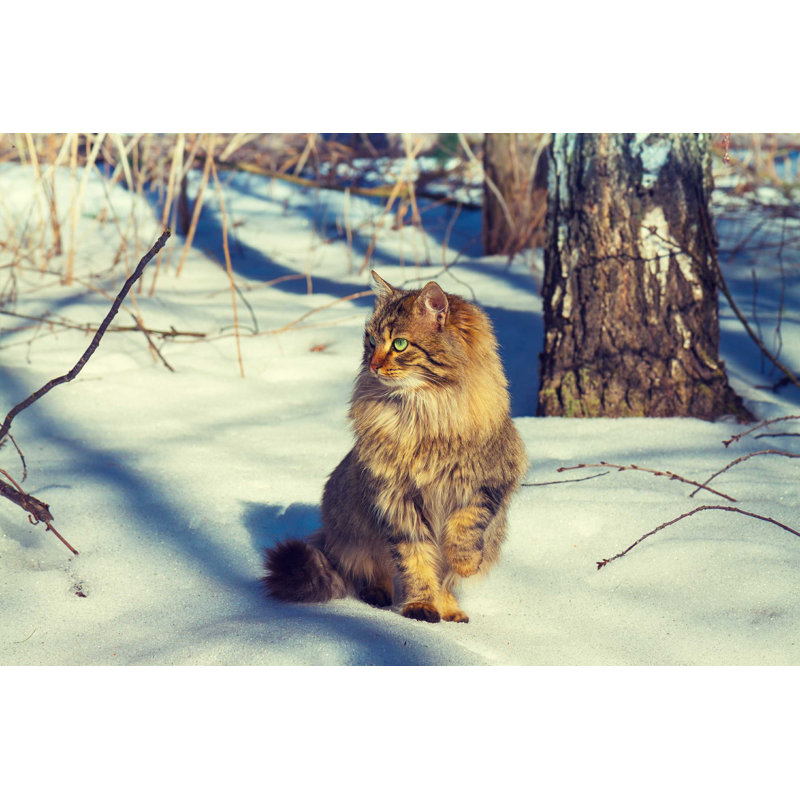 Siberian Cat - Photographie sur toile tendue, L 48 po x H 32 po