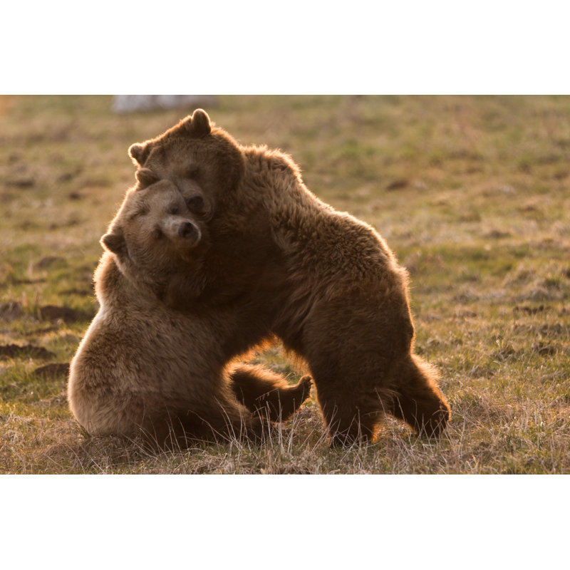 Two Cute Bears Cuddle Together - Wrapped Canvas Print, 30cm H x 46cm W