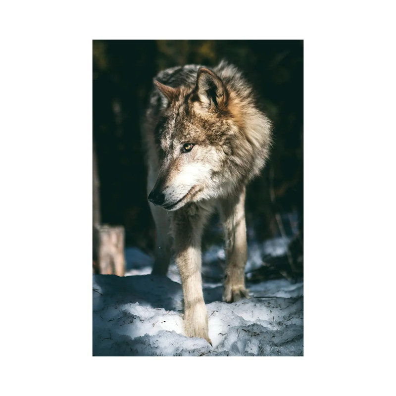 Wolf Looking by Nikita Abakumov - Wrapped Canvas Print